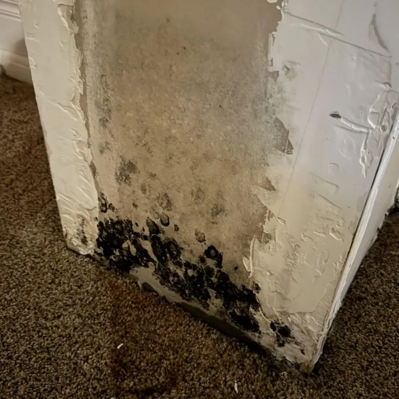 Professional Mold Removal in Pittsfield, IL